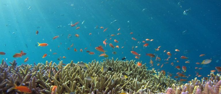 Professional organizer Vissen in de zee